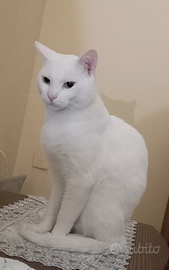 Gattino di colore bianco