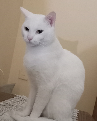 Gattino di colore bianco