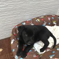 CUCCIOLA mamma labrador