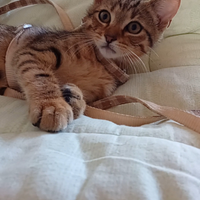 Dolcissimo micetto