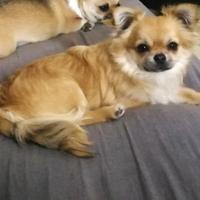 Chihuahua maschio per accoppiamento