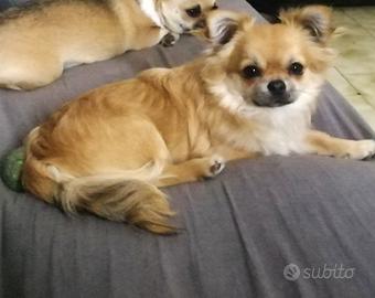 Chihuahua maschio per accoppiamento