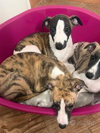 Cuccioli di Whippet