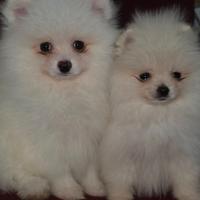 Spitz pomerania