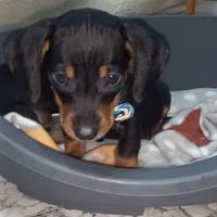 Cucciolo di bassotto nano