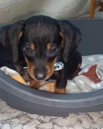 Cucciolo di bassotto nano