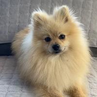 Pomerania