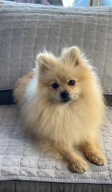 Pomerania