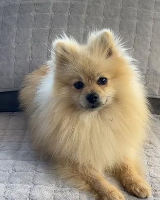 Pomerania