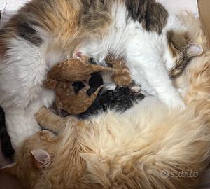Gatti siberiani cuccioli pura razza pedigree