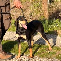 Cuccioli Segugio Italiano nero focato