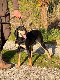 Cuccioli Segugio Italiano nero focato