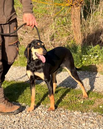 Cuccioli Segugio Italiano nero focato