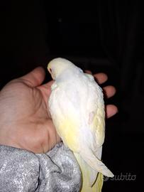 Cocorita allevata a mano