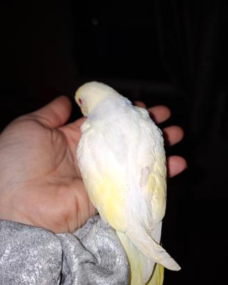 Cocorita allevata a mano