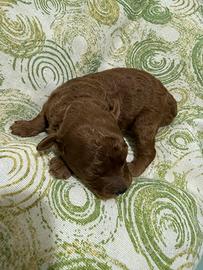 Cucciolo di barboncino