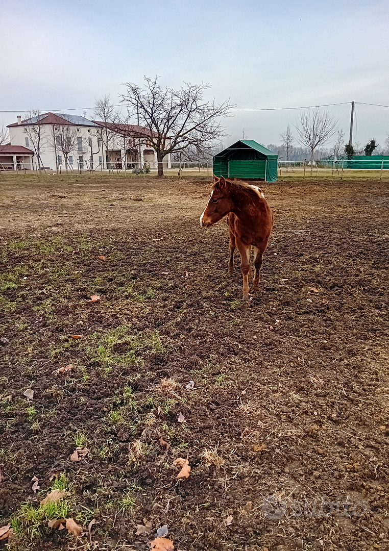 Coperta cavallo - Animali In vendita a Vicenza