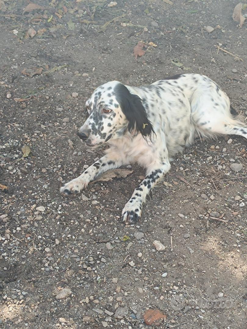 setter inglese - Animali In vendita a Messina