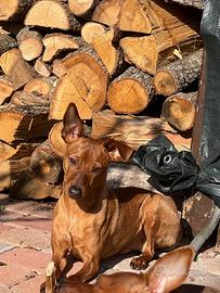 Pinscher