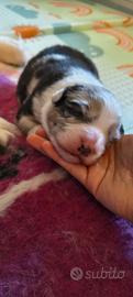 Cucciolo pastore australiano - australian shepherd