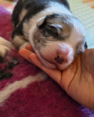 Cucciolo pastore australiano - australian shepherd