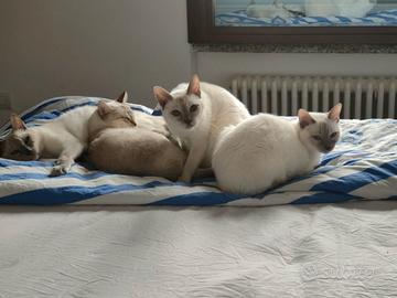 Gatti siamesi thai in attesa di famiglia.