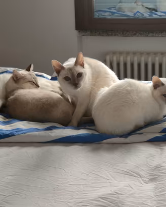 Gatti siamesi thai in attesa di famiglia.