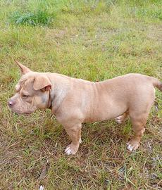 Cucciolo American bully