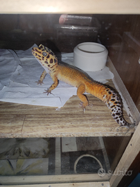 Geco leopardino maschio
