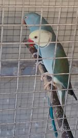 Coppia parrocchetti dal collare