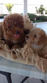 Barboncini red originali