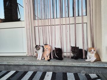 Cuccioli di gatto