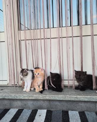 Cuccioli di gatto