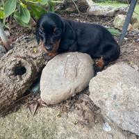 Bassotti Nani Nero-Focato e Red Merle