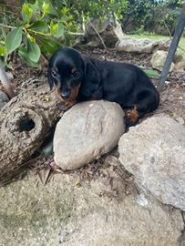 Bassotti Nani Nero-Focato e Red Merle