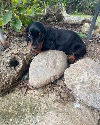 Bassotti Nani Nero-Focato e Red Merle