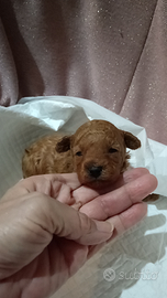 Barboncini ultimi 2 maschietti minitoy