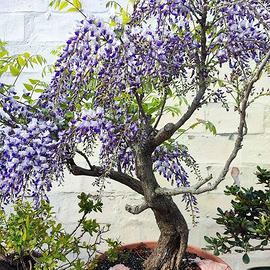 Pre bonsai di glicine yamadori