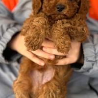 BARBONCINO TOY POODLE RED CUCCIOLI pag. agevolato