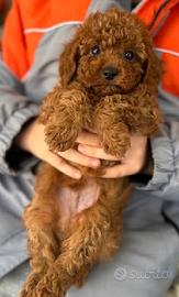 BARBONCINO TOY POODLE RED CUCCIOLI pag. agevolato
