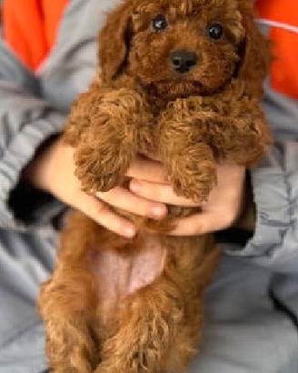 BARBONCINO TOY POODLE RED CUCCIOLI pag. agevolato