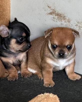 Chihuahua