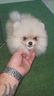 mini-toy-di-barboncini-red-spitz-pomerian-miniatur