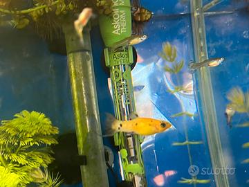 Pesci Guppy e molly