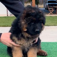 Cuccioli pelo lungo altissima genealogia