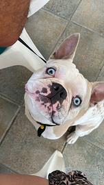 Bulldog francese monta