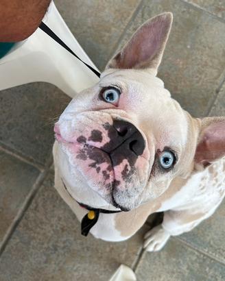 Bulldog francese monta