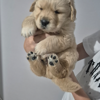 Cucciloli golden retriever angloamericani