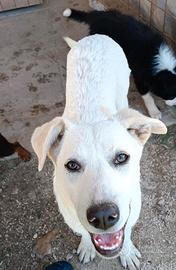 Cuccioli taglia grande in adozione