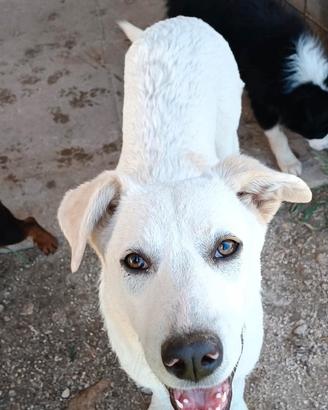 Cuccioli taglia grande in adozione